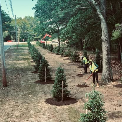 Salmon Falls crew planting a row of evergreen trees